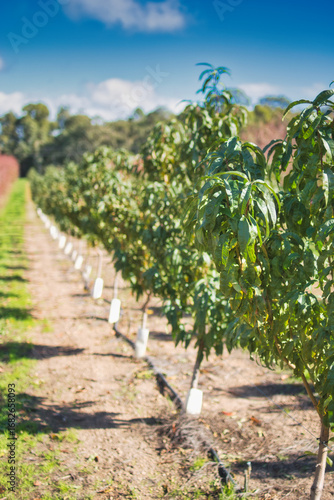 Beautiful persimmon trees with beautiful autumn colours and blue sky in Western Australia. Beautiful colourful leaves of the vineyards. Bright sunny day.
