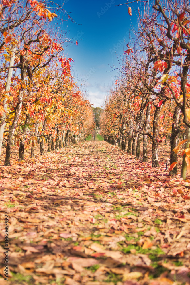Naklejka premium Beautiful persimmon trees with beautiful autumn colours and blue sky in Western Australia. Beautiful colourful leaves of the vineyards. Bright sunny day.