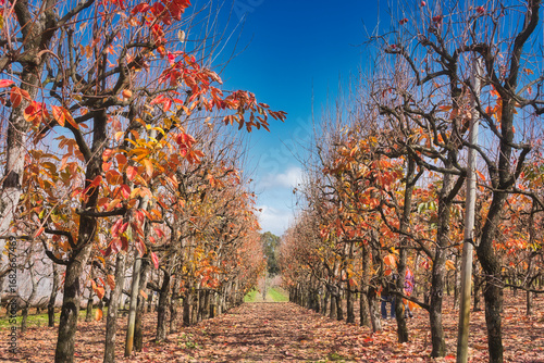 Beautiful persimmon trees with beautiful autumn colours and blue sky in Western Australia. Beautiful colourful leaves of the vineyards. Bright sunny day.