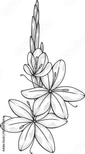 Illustration of a tuberose flower, showing open blossoms and unopened buds in a detailed black and white line drawing.