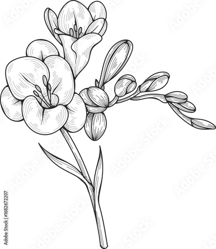 A detailed black and white line drawing of a freesia flower with open blooms and several unopened buds on a stem.