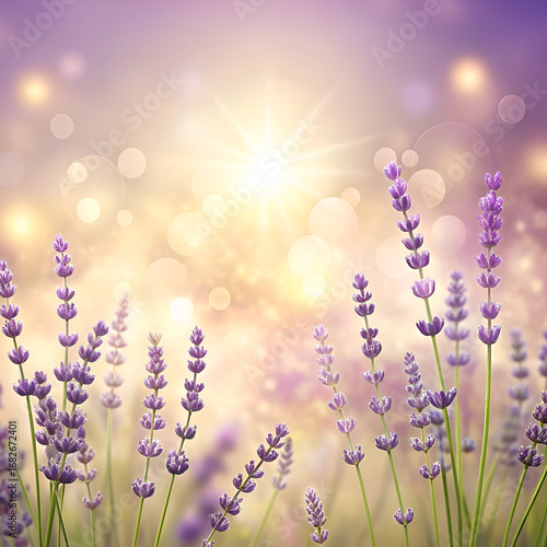 Lavender Flowers in a Field of Sunlight. Floral Background
