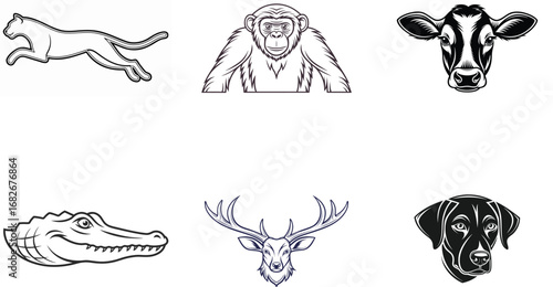 Six animal illustrations including big cats and primates