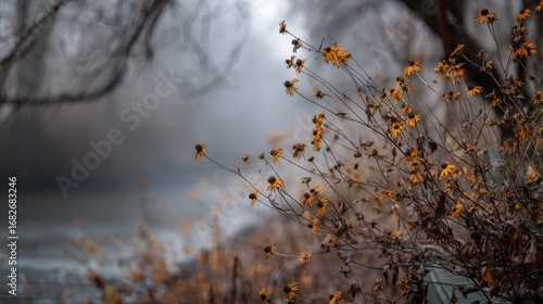 Black eyed Susan in winter