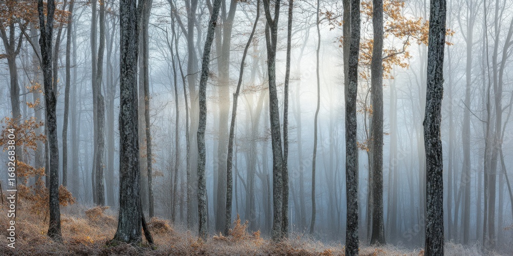Fototapeta premium Sunlight piercing a misty forest, showcasing tall, slender trees and a tranquil autumnal scene.