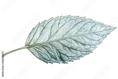 A curled mint leaf with textured veins and serrated edges, isolated cleanly on white
