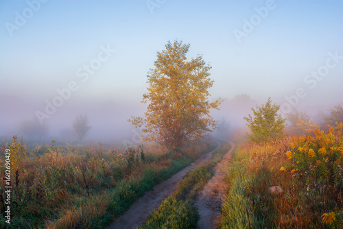 autumn forest in the fog