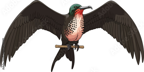 magnificent frigatebird a tropical avian masterpiece with outstretched wings, isolated on transparent background