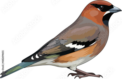 majestic hawfinch a vibrant portrait of avian elegance, detailed plumage, and serene beauty, isolated on transparent background