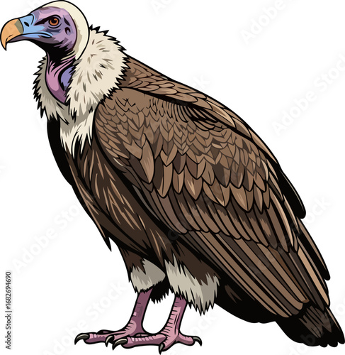 majestic lappetfaced vulture wild african bird, brown feather details, powerful wings, isolated on transparent background