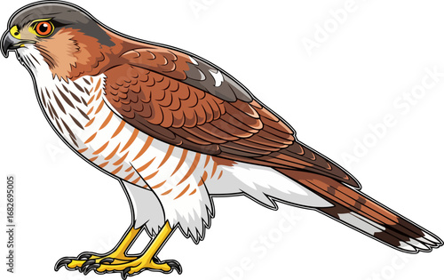 majestic redshouldered hawk a detailed illustration of a fierce and elegant raptor, isolated on transparent background