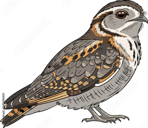 the elegant common potoo master of camouflage, nocturnal hunter, avian enigma, isolated on transparent background