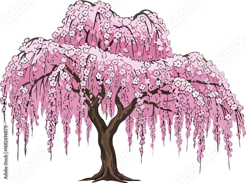 weeping cherry blossom tree a delicate dance of pink petals and springtime serenity, isolated on transparent background