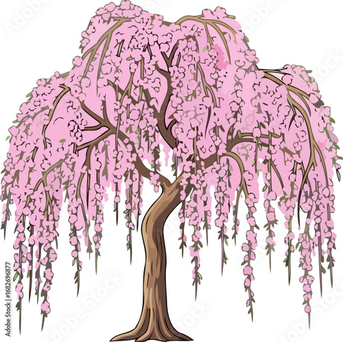 weeping cherry tree in blossom delicate pink cascade, springtime serenity, natures embrace, isolated on transparent background