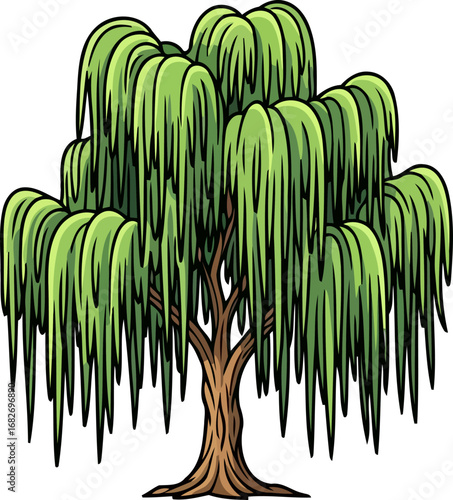 weeping willow tree graceful branches, serene beauty, tranquil nature scene, illustrated botanical art, isolated on transparent background