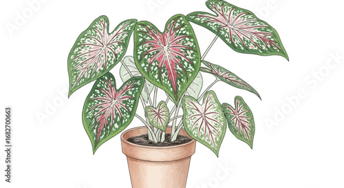 Caladium plant illustration with vibrant foliage in a ceramic pot