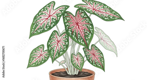 Caladium plant beautifully presented in detailed vector illustration
