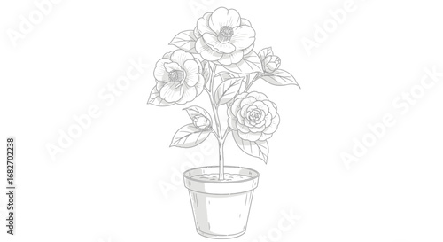 Elegant gray scale illustration of camellia plant in a pot on white background