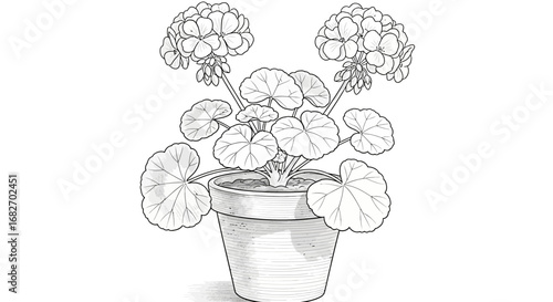 Elegant line art illustration of a geranium plant in a ceramic pot