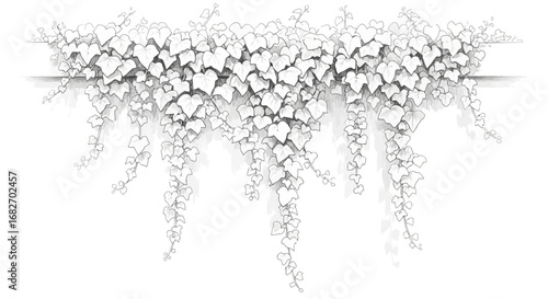 Elegant ivy cascading down from a ledge, botanical illustration design