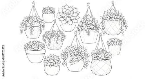 Elegant outline drawing showcasing a variety of succulent plants in pots