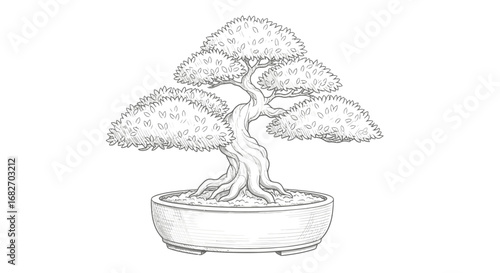 Exquisite detailed line art illustration of a traditional bonsai tree
