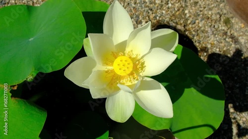 日本、奈良、蓮、佛寺、寺院、花、日本文化、歷史名勝、文化財、木、綠色、青空、写真素材