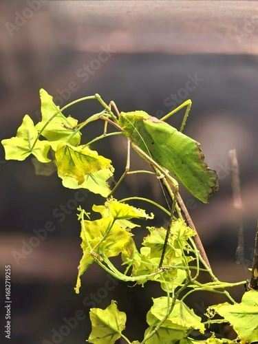 фотографія Malaysian jungle nymph insect camouflaged among green leaves, showcasing incredible mimicry and camouflage in tropical rainforest habitat