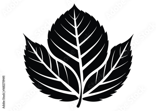 Black Leaf with Veins, Flora, Botany, Natural Element on White Background
