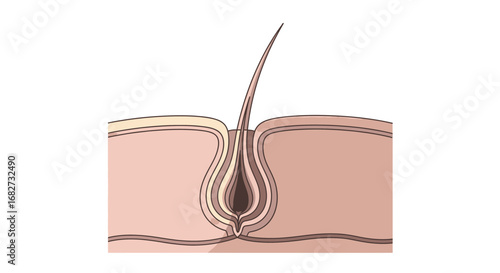 Detailed illustration of human skin anatomy showcasing the hair follicle structure