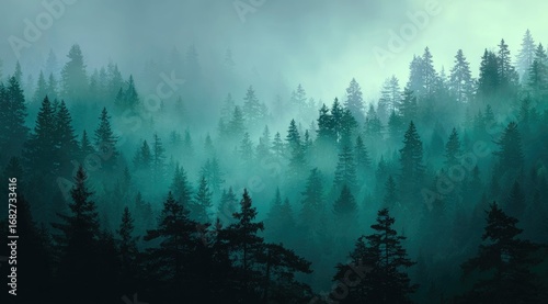 Misty evergreen forest (1)