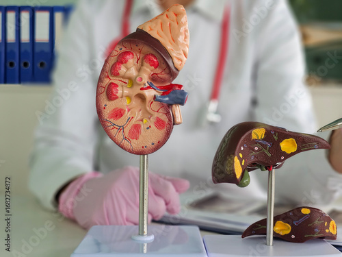 Detailed anatomical model of a kidney and liver during a medical training session