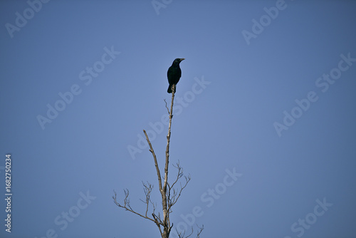 A crow on a treetop_1