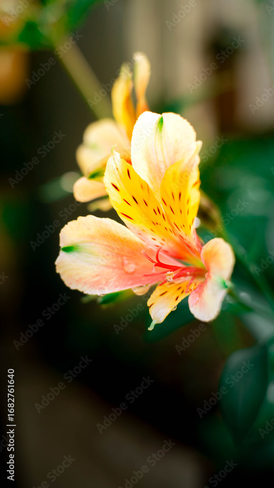 Fototapeta premium beautiful orange Alstroemeria flowers are blooming in the garden