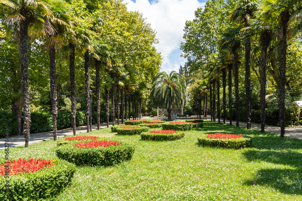 Obraz premium Palm trees Canary Island date palms (Phoenix canariensis) grow in Riviera Park in Sochi. Tall palm trees lining a wide, green lawn. Neatly trimmed bushes and vibrant red flowerbeds add color.