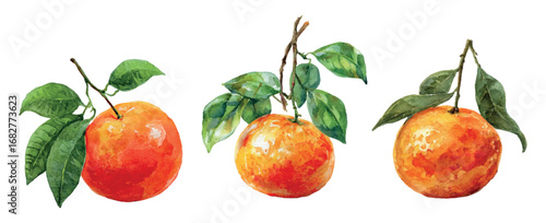 Watercolor tangerine set. Whole orange tangerines with tangerine tree leaves. Sweet winter and Christmas fruits. Citrus sweet fruits for Christmas and Winter holidays