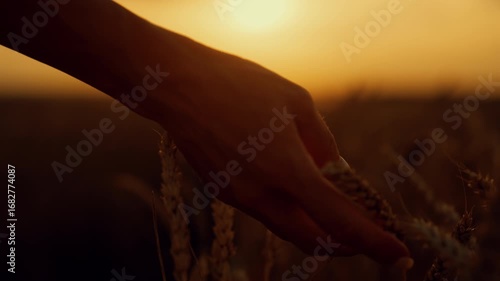 Unity of person and nature, closeup of female hands stroking rye ears in fields. Woman walking in farmland and admiring ripe golden wheat farmland, organic farming ecological region, bread production