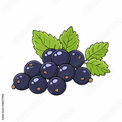 collection currant black currant isolated white background full depth field with clipping ,illustration vector