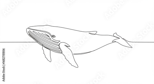 Humpback whale illustration
