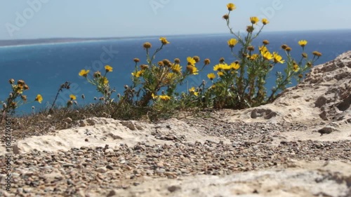 yellow flowers on the beach