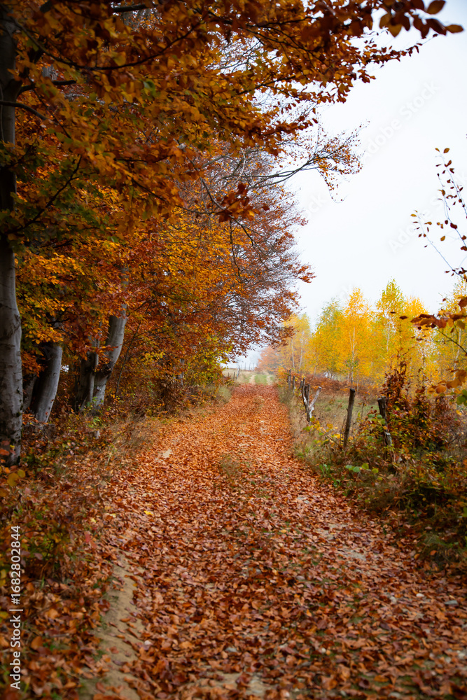 Fototapeta premium Autumn forest road with colorful leaves.