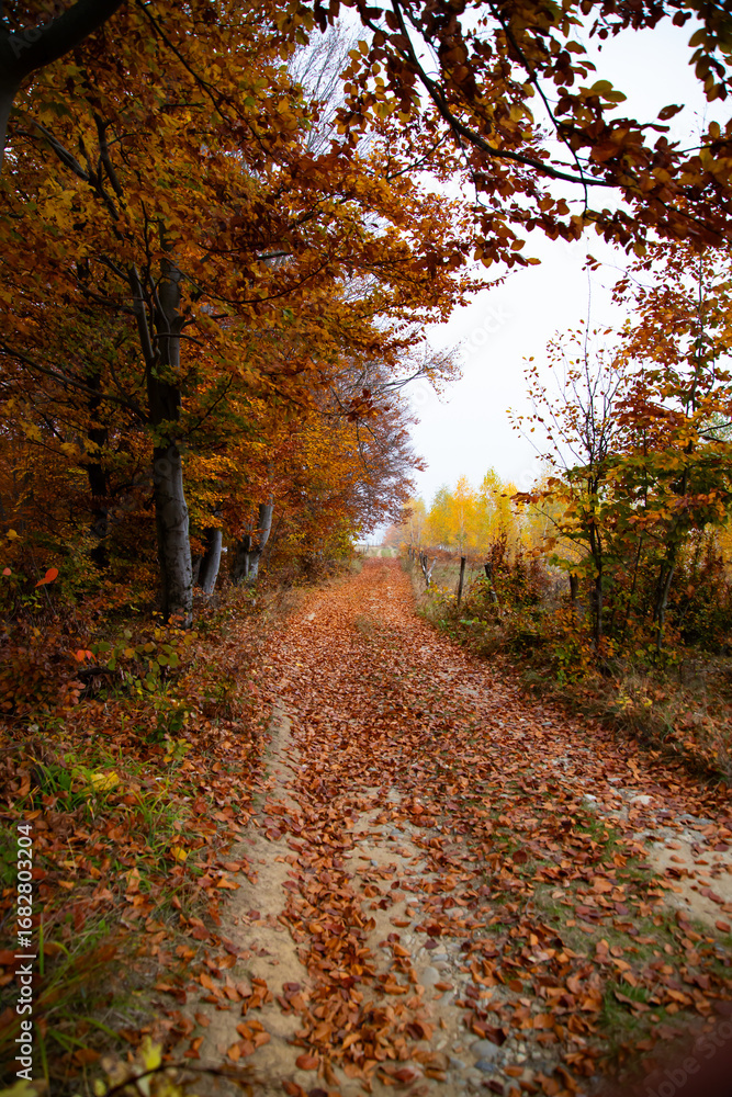 Obraz premium Autumn forest road with colorful leaves.