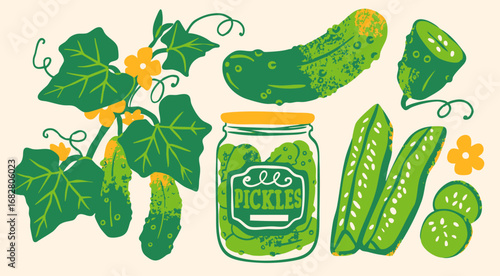 Tasty green cucumbers. Fresh, whole, sliced, pickled cucumbers. Pickles in a jar. Fresh and fermented, marinated  healthy vegetables. Hand drawn trendy Vector illustration. Isolated design elements