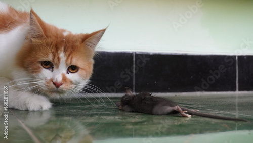 cat and mouse