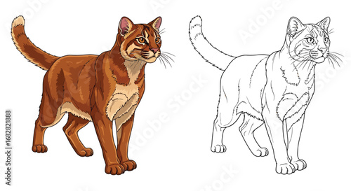 Wild Asiatic Golden Cat Coloring Page with Full Color and Outline Versions for Artists