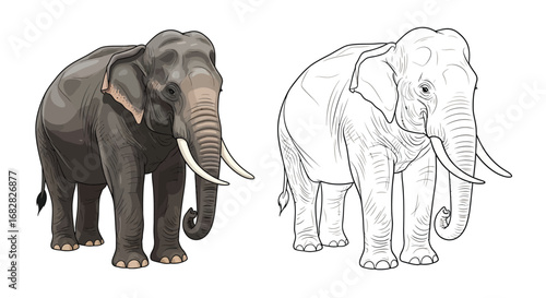 Indian Elephant Coloring Sheet Outline Drawing Educational Wildlife Artwork Kids Adults