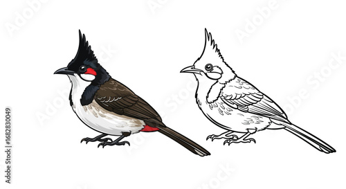 Red Whiskered Bulbul Bird Coloring Page with Clean White Background Educational Activity