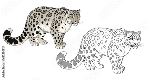 Snow Leopard Coloring Sheet with Colored Outline Variants Educational Animal Art