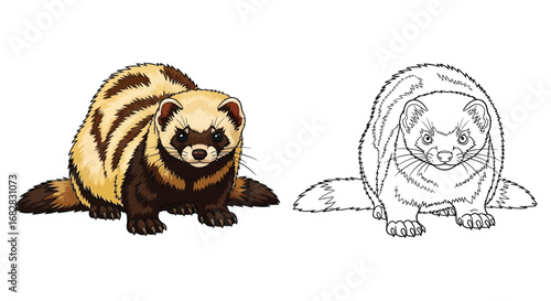 Steppe Polecat Coloring Page with Clear Contrast Dual View Educational Fun Activity