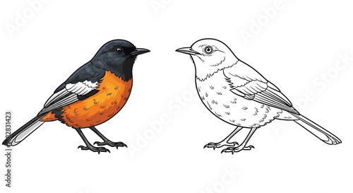 White Rumped Shama Bird Coloring Page with Color Contrast Educational Bird Art
